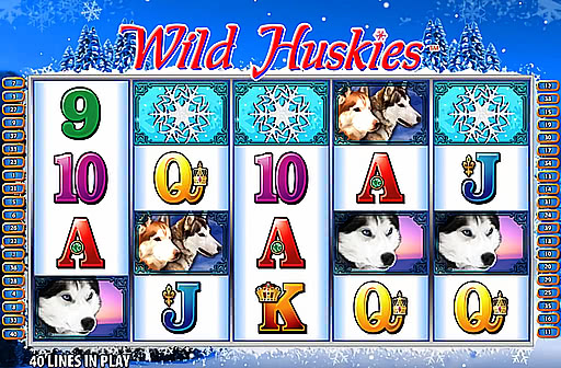 Wild Huskies